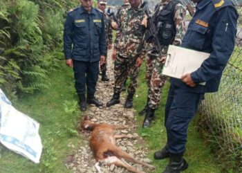 खुम्बुको तन्जिङ हिलारी विमानस्थल नजिकै मृग मृत फेला