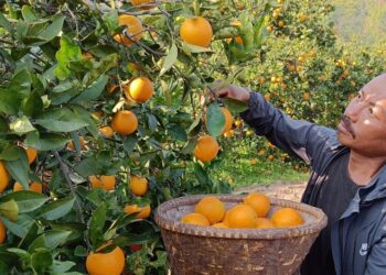 सिन्धुलीको जुनारमा देखिन थाले सुँडे पुतली