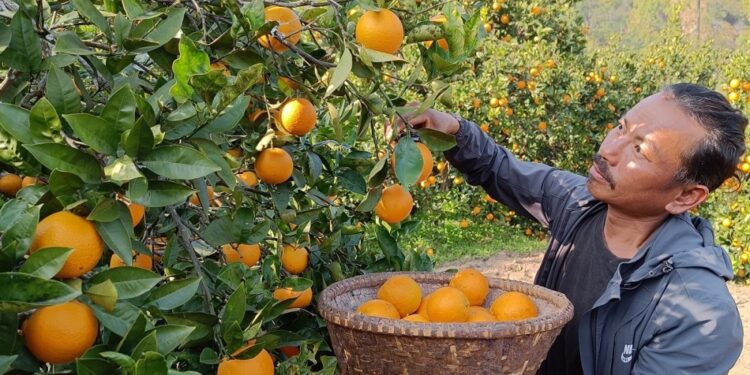 सिन्धुलीको जुनारमा देखिन थाले सुँडे पुतली