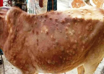 सिन्धुलीमा पशुहरुलाई लाग्ने लम्पी स्किन रोग कम हुँदै