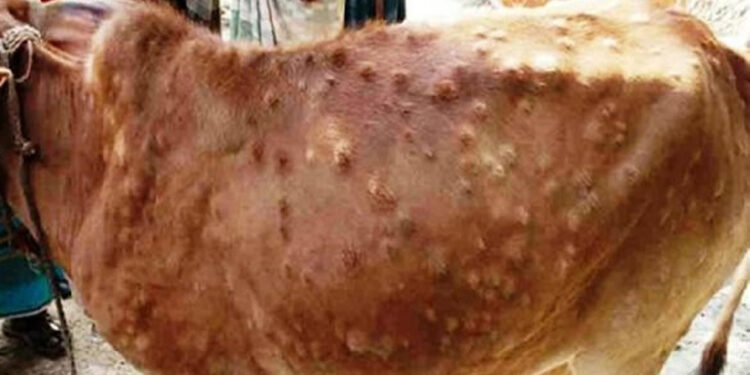 सिन्धुलीमा पशुहरुलाई लाग्ने लम्पी स्किन रोग कम हुँदै