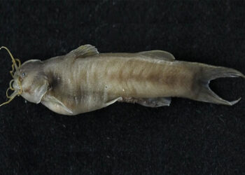 कोशीमा भेटियो लोपोन्मुख प्रजातिको माछा