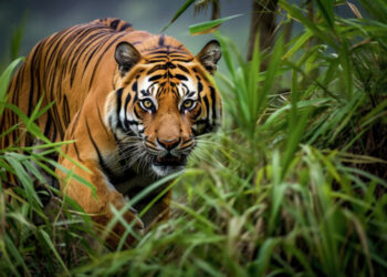 खोटाङमा बाघ आतंक : दुई दर्जन पशुचौपाय खाइसक्याे