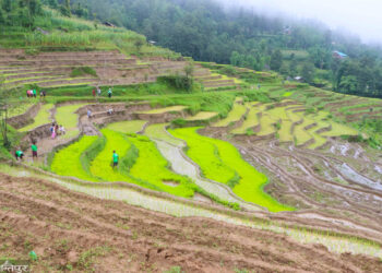 खोटाङमा ९९.८१ प्रतिशत रोपाइँ सकियो