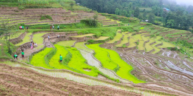 खोटाङमा ९९.८१ प्रतिशत रोपाइँ सकियो