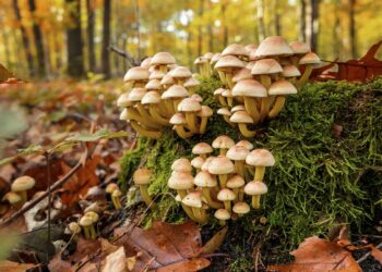 जङ्गली च्याउ खाँदा एकै परिवारका चार जना बिरामी