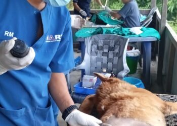 नेचासल्यानमा  २ सय २३ वटा कुकुरको बन्ध्याकरण गरियो 