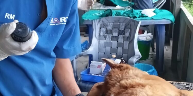 नेचासल्यानमा  २ सय २३ वटा कुकुरको बन्ध्याकरण गरियो 