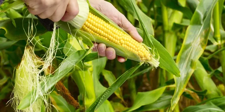 कोशी प्रदेशमा मकैको उत्पादनमा वृद्धि, सबैभन्दा बढी उत्पादन झापा र कम खोटाङमा