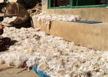 भेडाको ऊन बिक्री नहुँदा भोजपुरका किसान मर्कामा