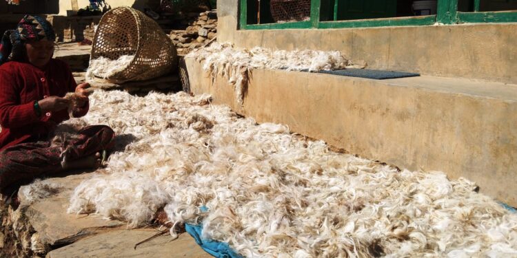 भेडाको ऊन बिक्री नहुँदा भोजपुरका किसान मर्कामा
