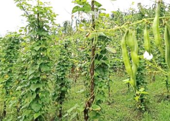 सेतो सिमी बेचेरै लाखौँ कमाउँछन् रामेछापका किसान