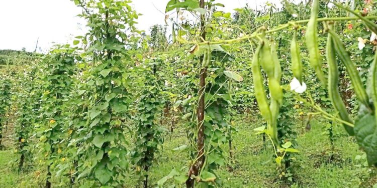 सेतो सिमी बेचेरै लाखौँ कमाउँछन् रामेछापका किसान