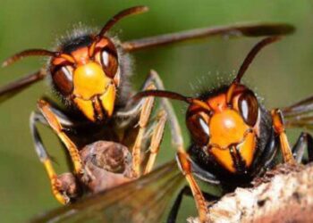 ताप्लेजुङमा अरिङ्गालले चिलेर अचेत बनेका युवकको मृत्यु