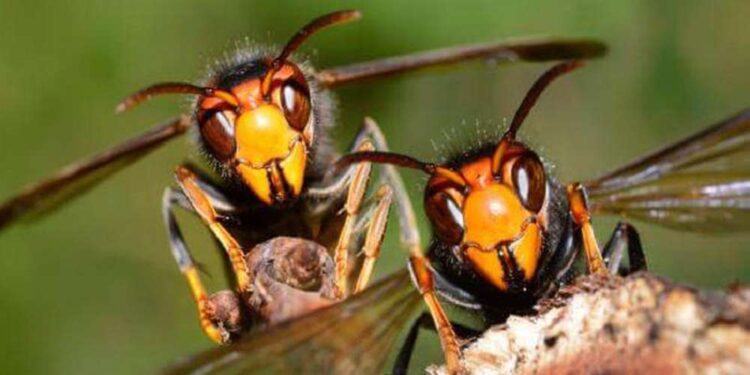 ताप्लेजुङमा अरिङ्गालले चिलेर अचेत बनेका युवकको मृत्यु