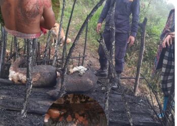 चुलोबाट आगो सल्किदा लिखुपिकेका तामाङ घाईते, पशुचौपायमा क्षति