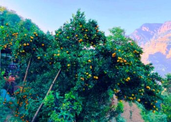 सुँडे पुतलीबाट फल जोगाउन गोलन्जोरको नयाँ योजना, पुतली मारेर बुझाउनेलाई २ हजार पुरस्कार