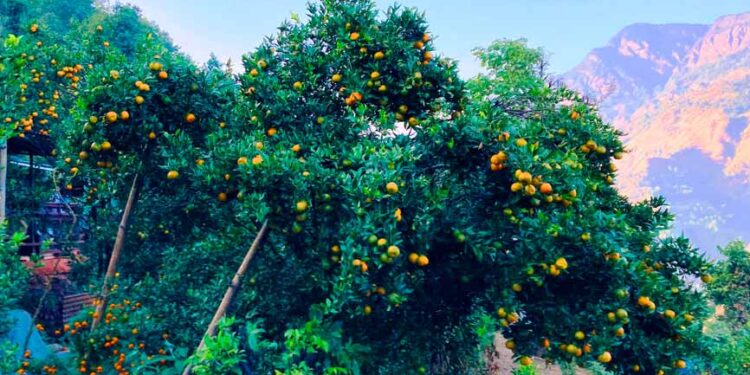 सुँडे पुतलीबाट फल जोगाउन गोलन्जोरको नयाँ योजना, पुतली मारेर बुझाउनेलाई २ हजार पुरस्कार