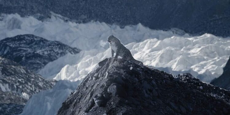हिमालको राजदूत : हिउँ चितुवा संरक्षणको अभावले सङ्कटापन्न अवस्थामा