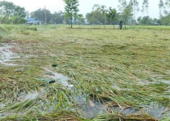 कोशी प्रदेशमा बाढीको वितण्डा, अन्नबालीमा मात्र ३४ करोड क्षति