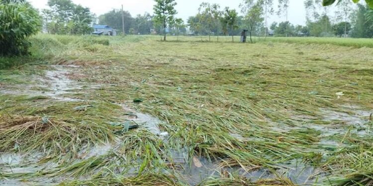 कोशी प्रदेशमा बाढीको वितण्डा, अन्नबालीमा मात्र ३४ करोड क्षति