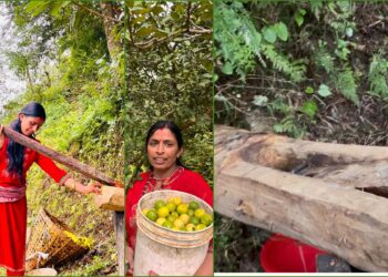 हराउँदै परम्परागत निबुवा पेल्ने कोल, यसरी बनाइन्छ गाउँ मै चुक अमिलाे