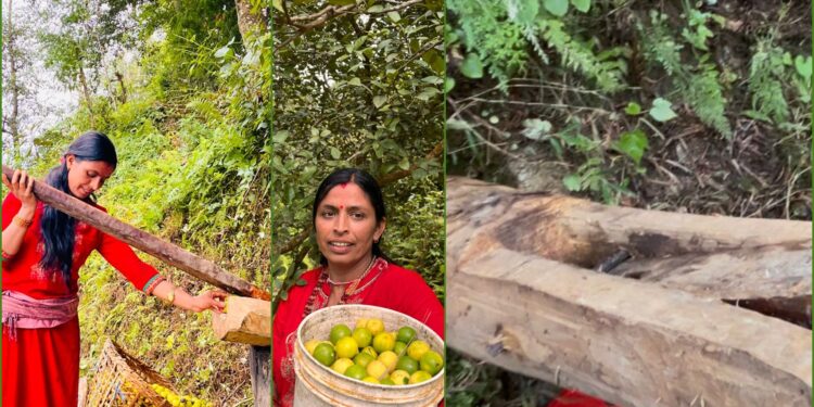 हराउँदै परम्परागत निबुवा पेल्ने कोल, यसरी बनाइन्छ गाउँ मै चुक अमिलाे
