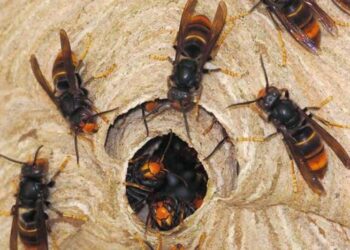 अरिङ्गालको टोकाईबाट सोलुखुम्बुमा एकको मृत्यु 