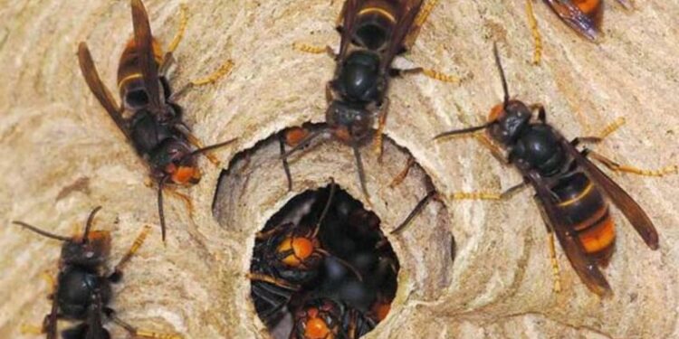 अरिङ्गालको टोकाईबाट सोलुखुम्बुमा एकको मृत्यु 