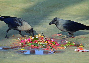 आज काग तिहार मनाइँदै