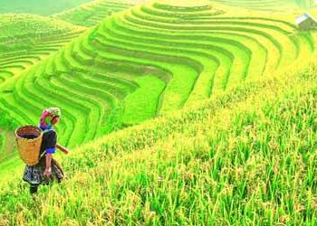 सोलुखुम्बुमा पाक्न थाल्यो धान, किसानलाई  धान भित्र्याउन माैसमकाे चिन्ता