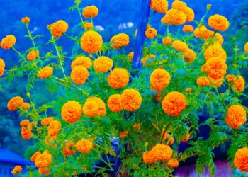  लाग्यो तिहार, ढकमक्क भएर फुल्न थाले गाउँमा फुल (फाेटाे फिचर)