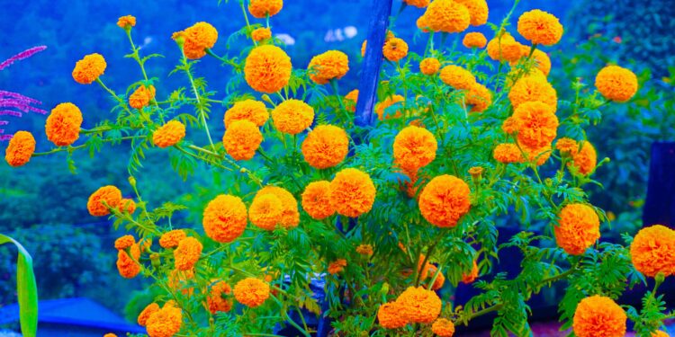  लाग्यो तिहार, ढकमक्क भएर फुल्न थाले गाउँमा फुल (फाेटाे फिचर)