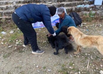 नेचासल्यामा ८१ वटा कुकुर र बिरालोलाई रेबिज रोगविरुद्ध खोप लगाइयो