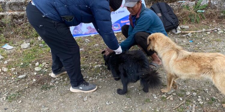 नेचासल्यामा ८१ वटा कुकुर र बिरालोलाई रेबिज रोगविरुद्ध खोप लगाइयो