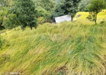 धान बाली भित्र्याउने समयमा झरी परेपछि किसान चिन्तित