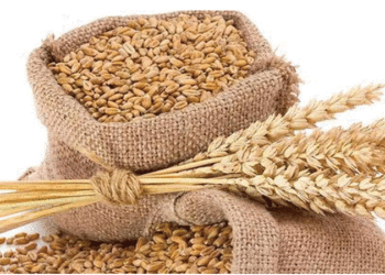 सोताङका किसानलाई अनुदानमा गहुँको बीउ