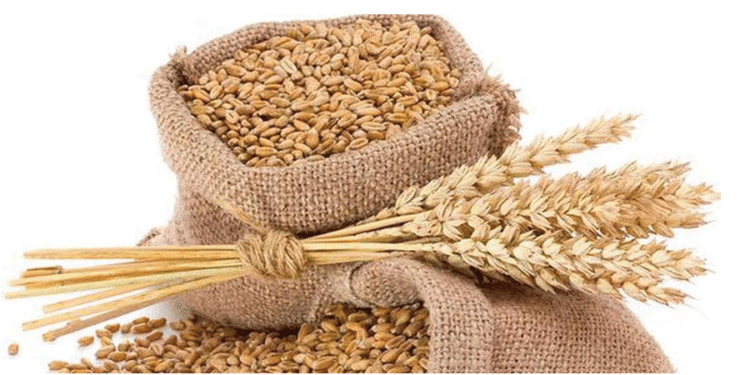 सोताङका किसानलाई अनुदानमा गहुँको बीउ