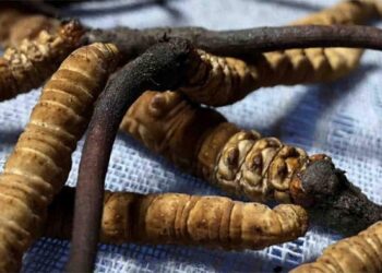 यार्सागुम्बा भन्दै नक्कली औषधि बेच्ने ओखलढुङ्गाका घिमिरे सहित ३ जना पक्राउ