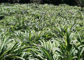 हिमालमा बढ्यो अलैँची उत्पादन, उत्साहित छन् किसान तर रोग किराकै डर