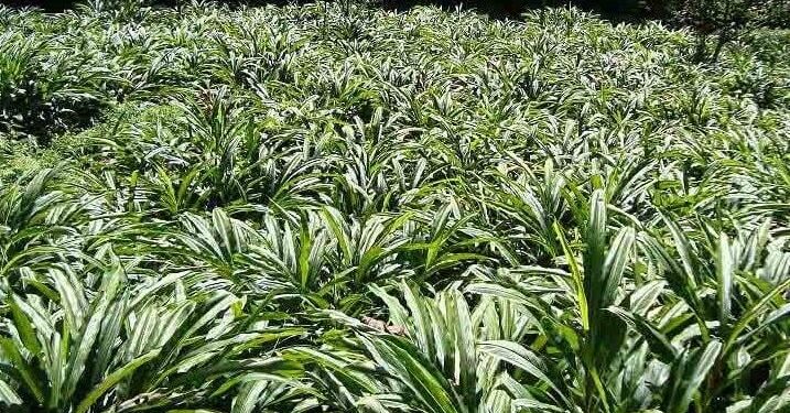 हिमालमा बढ्यो अलैँची उत्पादन, उत्साहित छन् किसान तर रोग किराकै डर