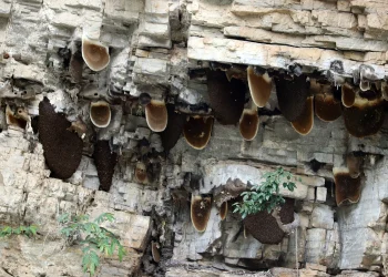 भीर मौरीको मह काढ्न गएका युवाको मृत्यु