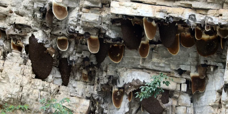 भीर मौरीको मह काढ्न गएका युवाको मृत्यु