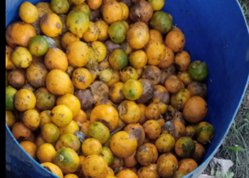 सोलुखुम्बुमा किरा लागेर सुन्तला झर्न थालेपछि कृषक चिन्तित