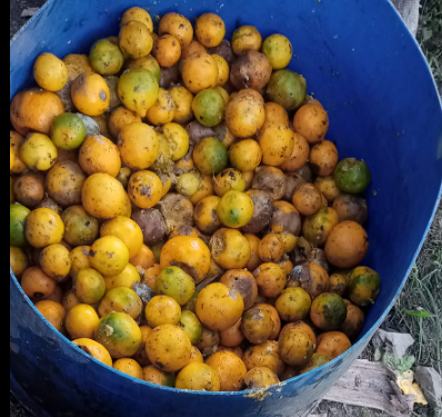 सोलुखुम्बुमा किरा लागेर सुन्तला झर्न थालेपछि कृषक चिन्तित