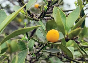 सोलुखुम्बुका थुलुङ, माप्य र  साेलुदुधकुण्डमा पहाडी क्षेत्र काष्ठफल आयोजना कार्यान्वयनका लागी प्रस्ताव आह्वान 