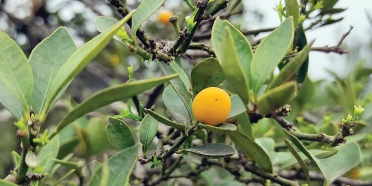 सोलुखुम्बुका थुलुङ, माप्य र  साेलुदुधकुण्डमा पहाडी क्षेत्र काष्ठफल आयोजना कार्यान्वयनका लागी प्रस्ताव आह्वान 