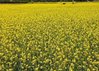 साङ्केतीक तस्वीर