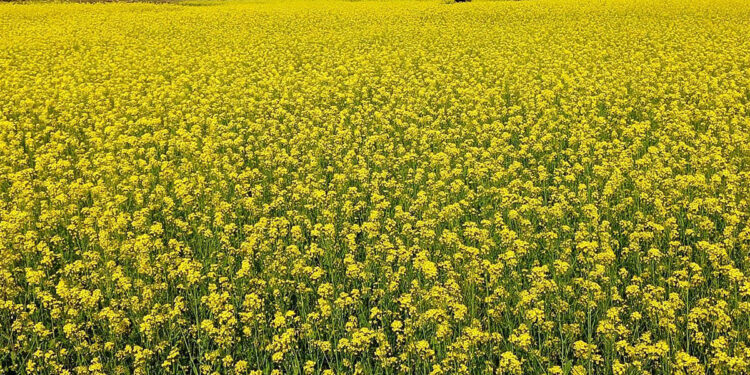 साङ्केतीक तस्वीर