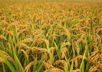 सोलुखुम्बुमा यसवर्ष ह्वात्तै घट्यो धान उत्पादन, कहाँ कति भयो उत्पादन ? 